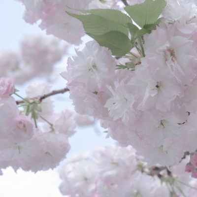 兽设动态姿势参考福瑞交流群